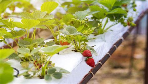 Hydroponic strawberry. Things To Know About Hydroponic strawberry. 